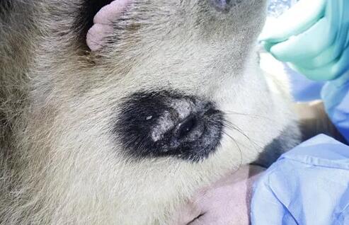 4月25日,应成都大熊猫繁育研究基地的邀请,成都金沙9001以诚为本业务院长、四川大学华西医院原眼科主任、博士生导师罗清礼教授,特地前往该基地为生病的大熊猫进行了会诊2.jpg 4月25日,应成都大熊猫繁育研究基地的邀请,成都金沙9001以诚为本业务院长、四川大学华西医院原眼科主任、博士生导师罗清礼教授,特地前往该基地为生病的大熊猫进行了会诊2.jpg